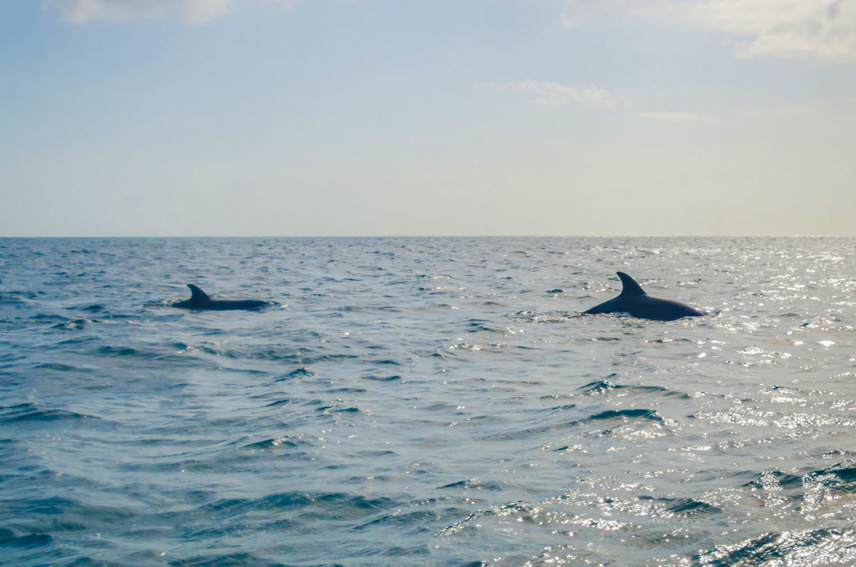 Africká euforie: od strachu k radosti a delfínům!